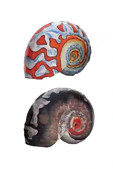Painting on shells, custom-made